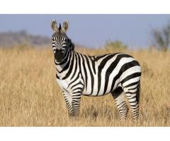 Zebras disponível