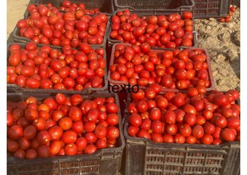 Vendo! Caixa de Tomate 26kg