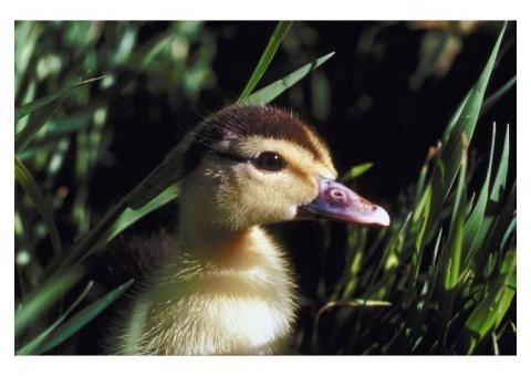 Vendo! Pato Mudo.