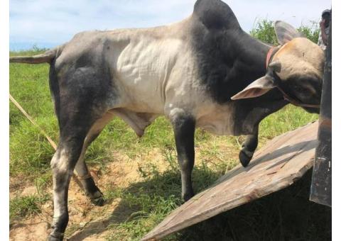 Vendo Lote de 5 animais