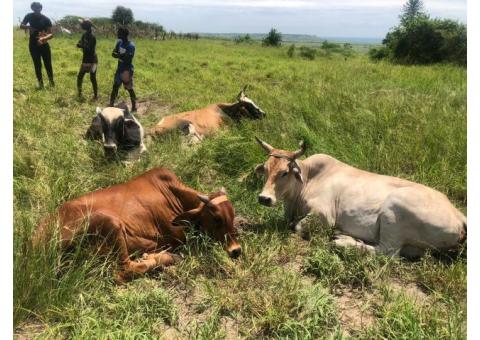 Vendo Lote de 5 animais