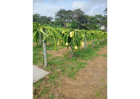 Cladódios mudas de Pitaya Vermelha