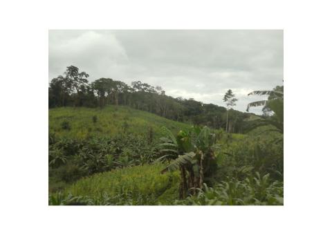 TERRENO A VENDA PARA AGRICULTURA