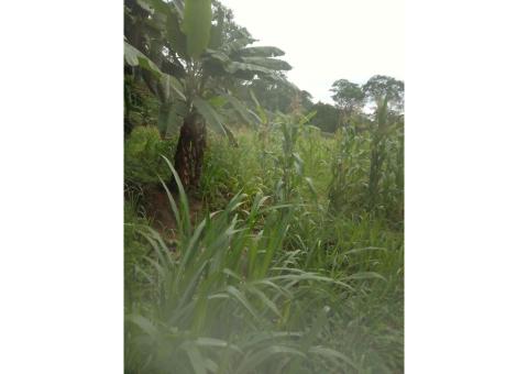 TERRENO A VENDA PARA AGRICULTURA