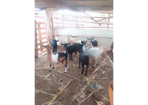 Lote de 10 cabras nacionais