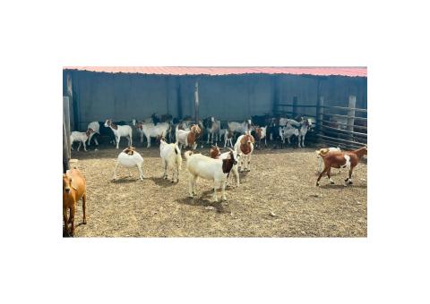 Lote de 50 cabras de raça