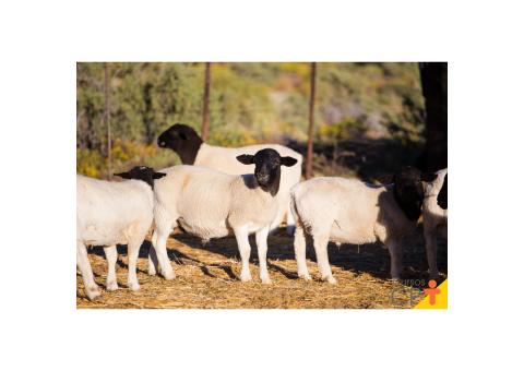 Ovinos puros de Dorper acabados