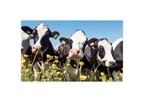 Um Lote de 80 animais de raça