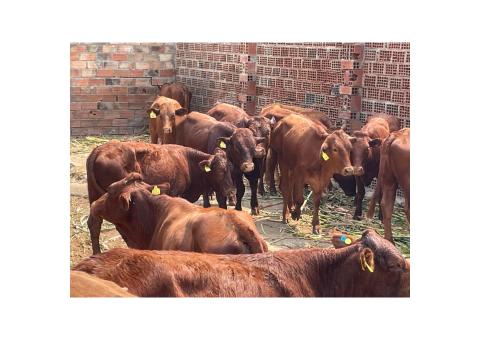 LOTE ESPECIAL GADO BONSMARA