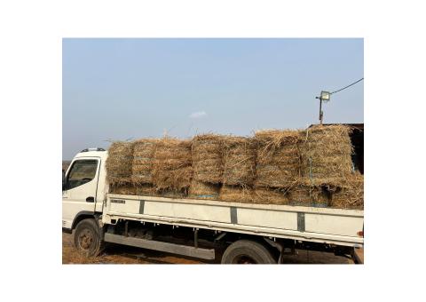 Feno Disponível sem entrega 