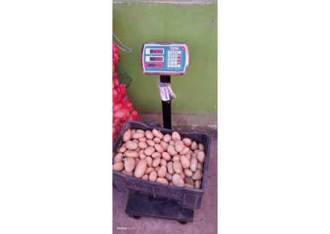 Batata rena do lubango