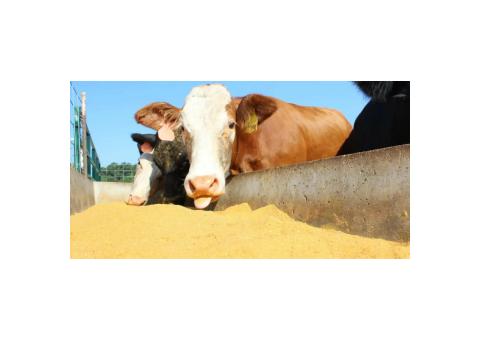 Soja Para produção de ração