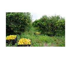 Investimento de elite Fazenda Kamunano