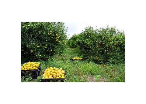 Investimento de elite Fazenda Kamunano