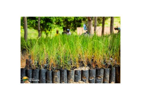 Mudas de PinheiroCasuarina