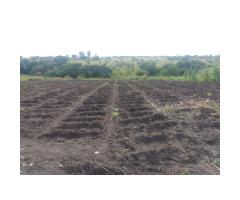 VENDA DE TERRENO AGRÍCOLA