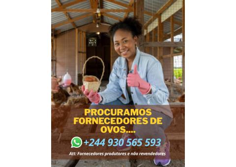 Procuramos fornecedores de ovos