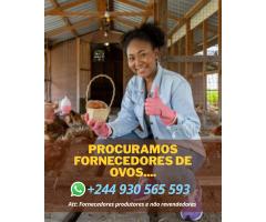 Procuramos fornecedores de ovos
