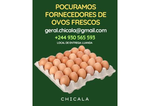 Procuramos fornecedores de ovos