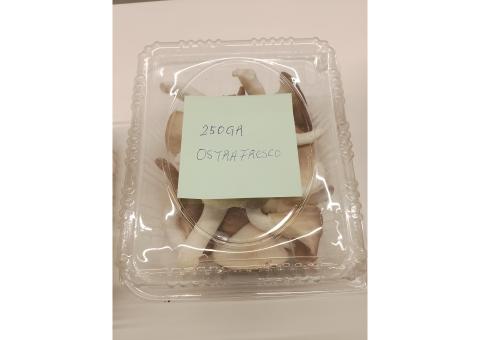 COGUMELO OSTRA MARISCO E OUTRO S