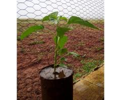 Vendese mudas de maracujá e Gindungo kahombo