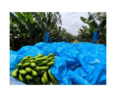 Sacos para ensacar cachos de Banana