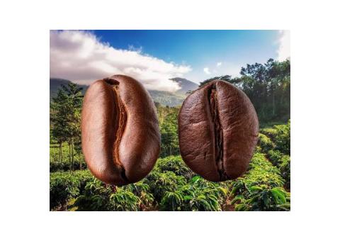 Café robusta