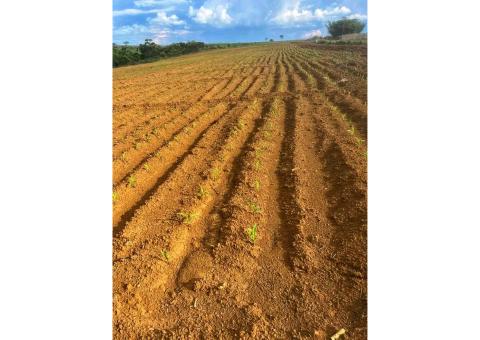 Terreno Agrícola de 1000 hectares no kwanza norte